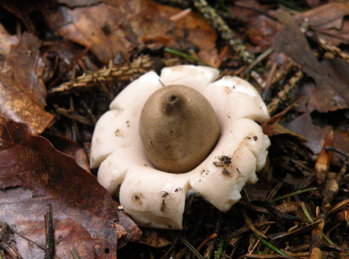Geastrum fimbriatum?